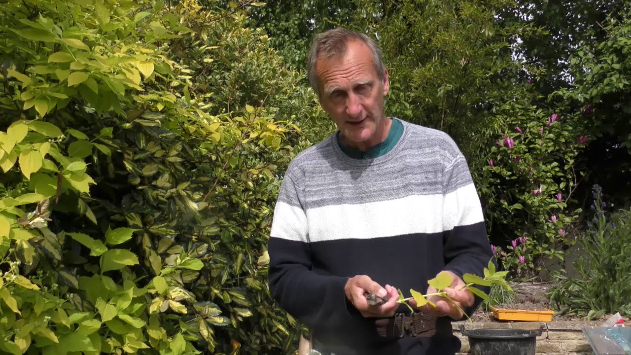 Propagation softwood cuttings YouTube