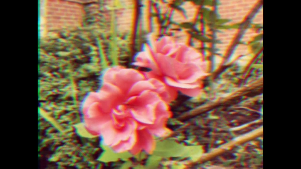 Briston Maroney Rose YouTube