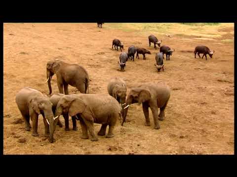 Vidéo: Quels animaux survivent aux humains ?