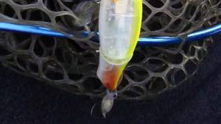 Megabass「PROP DARTER i-LOUD」