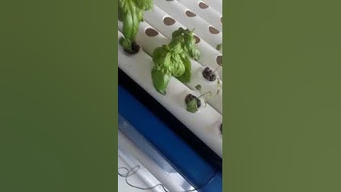 Smart IoT for Water Quality Monitoring in Aquaponics