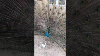 Peacock feather spread (ТОВУСНИНГ ПАТ ЁЙИШИ)
