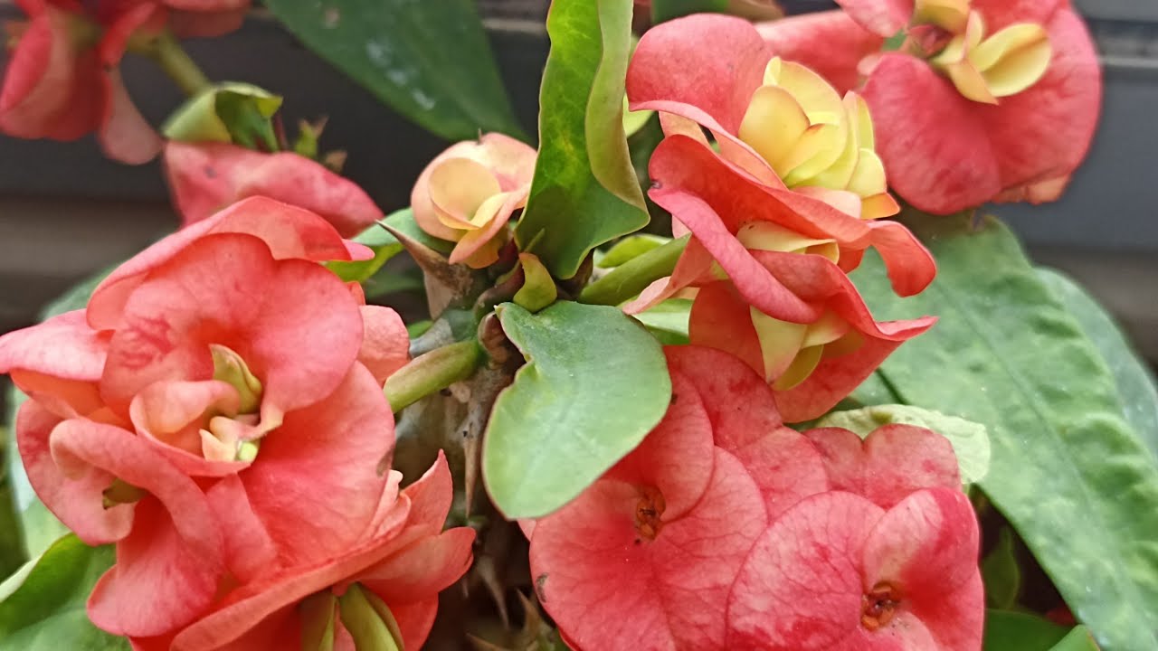 Açan muhteşem çiçeklerim 😍balkon turu ‼️ satışta neler var ❓