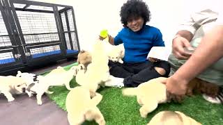 Puppies and Kittens Anna nagar  enna da ivalo variety puppies inga iruku!!!!