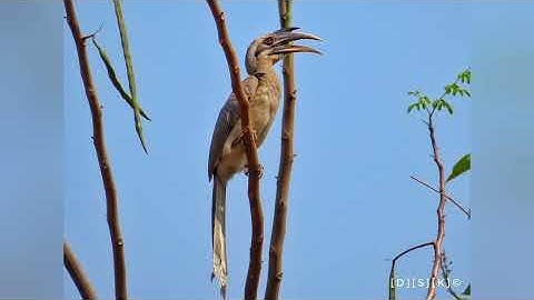 Indian Grey Hornbill call | Sound of hornbill | #birdsofIndia #Indianbirds