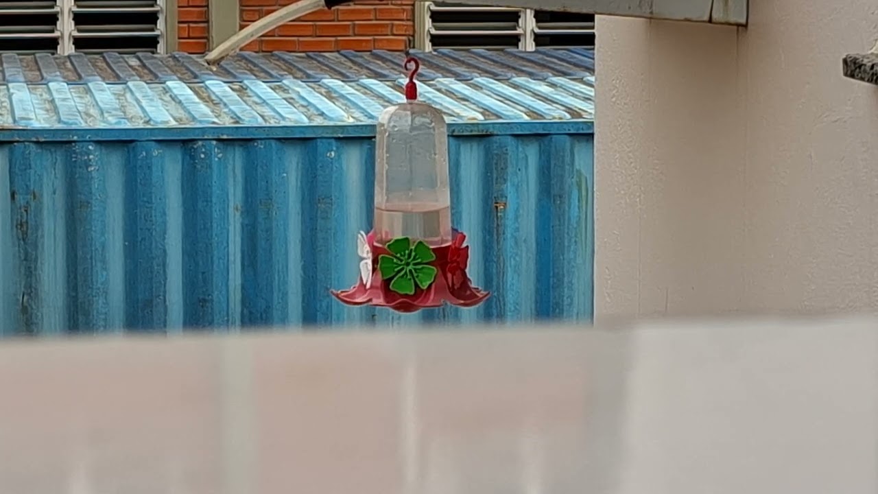 Bebedouro de Pássaros em Jaraguá do Sul