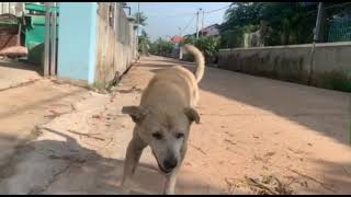 #fnfunnydogs #funny #dog #puppy Baby Play Fight with lovely family # 334 Happy of Funny Videos 2024