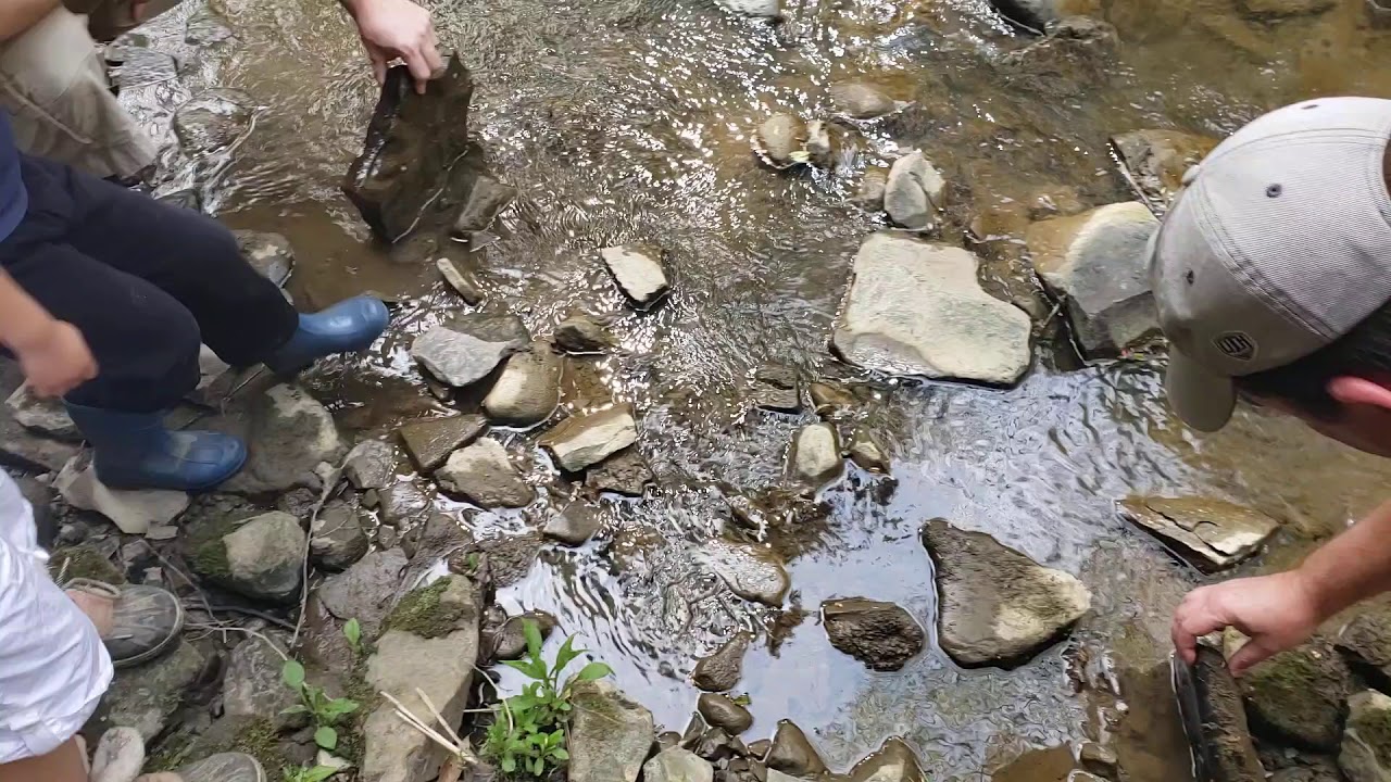 Crayfish hunting YouTube