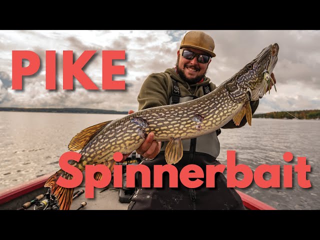 How to Fish for Northern Pike with a Spinnerbait Lure 