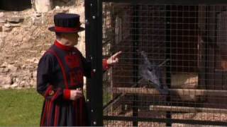 The ravens at the Tower of London: the guardians of the Tower
