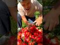 Pomegranate natural landscape garden and fresh cutting #viral #fruit #2026 #shorts #farming