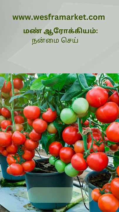 VAM Booster | The link is in the description. #Agriculture#Fertilizer#Gardening #OrganicFertilizer