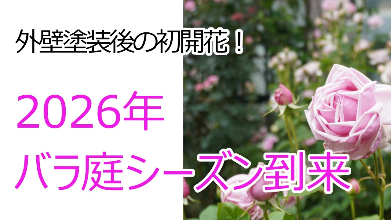 Roses] 2026: The first rose garden season after overcoming the