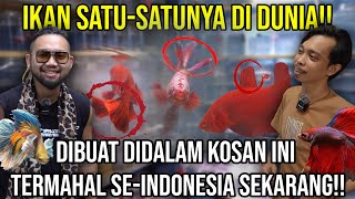 IKAN SATU-SATUNYA DI DUNIA!! DIBUAT DALAM KOSAN INI TERMAHAL SE-INDONESIA SEKARANG!!