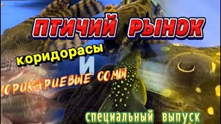 ПТИЧИЙ РЫНОК, САДОВОД, МОСКВА. Специальный выпуск, май 2024. Обзор лорикариевых и коридорасов.