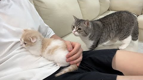 新入り子猫に特等席を取られちゃった猫がこうなっちゃいました…