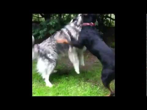 rottweiler vs wolf would win sarplaninac sharplaninatz funnydog tv rottweiler vs wolf would win sarplaninac sharplaninatz funnydog tv