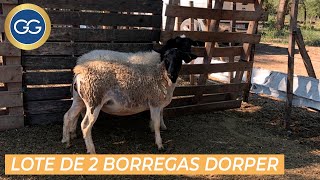 Video: Lote de 2 borregas Dorper