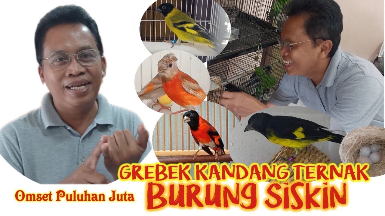 Jenis-Jenis Burung Siskin || Peternak Berbagai Jenis SISKIN Pak Heni Ratmoko