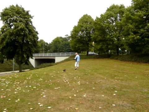 Video: Roofvogels (geslachten): vliegers, haviken, adelaars, valken, kiekendieven en anderen