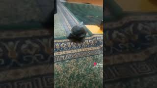 смешная черепашка                                   #улетноевидео #юмор #черепашка #угар #смешно
