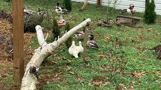 The waterfowl aviary