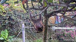 Baby sloth Roo climbing the trees - 12\/11\/23 - SlothTV playground cam via explore.org