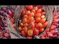 Palm Oil Seed Cutting Process | Palm Oil Seeds Culture | palm oil Cultivation | Indian Farming