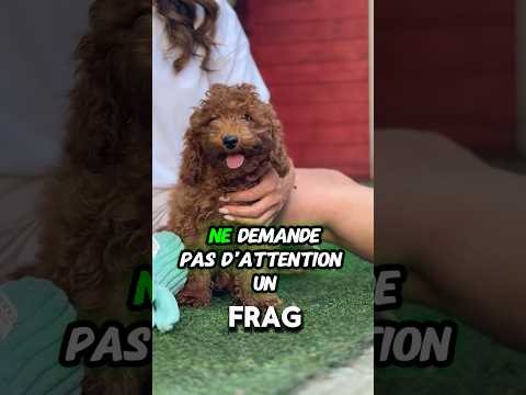 Tino — fenotipo prevalente BARBONCINO TOY RED