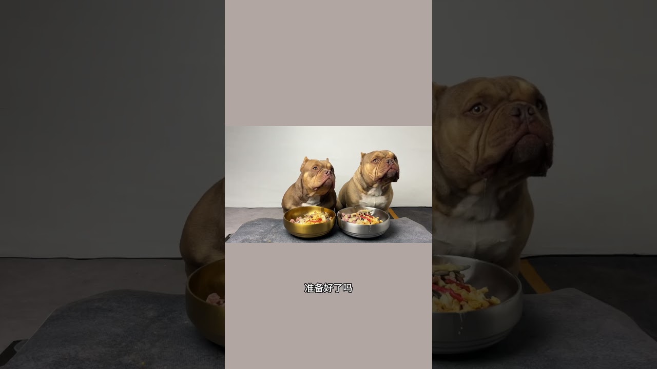 #神奇动物在抖音 #自制狗饭 #恶霸犬 不好意思 有点更年期😅见谅啊