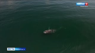 Смотрите в 21:05.В Охотском море идёт операция по спасению гренландского кита
