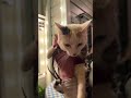 Malanie is in a sweater! #cat #kitten #kitty #shorts