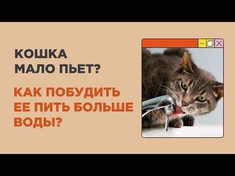 Видео: Как приучить кошек пить больше воды? Почему кошка мало пьет?