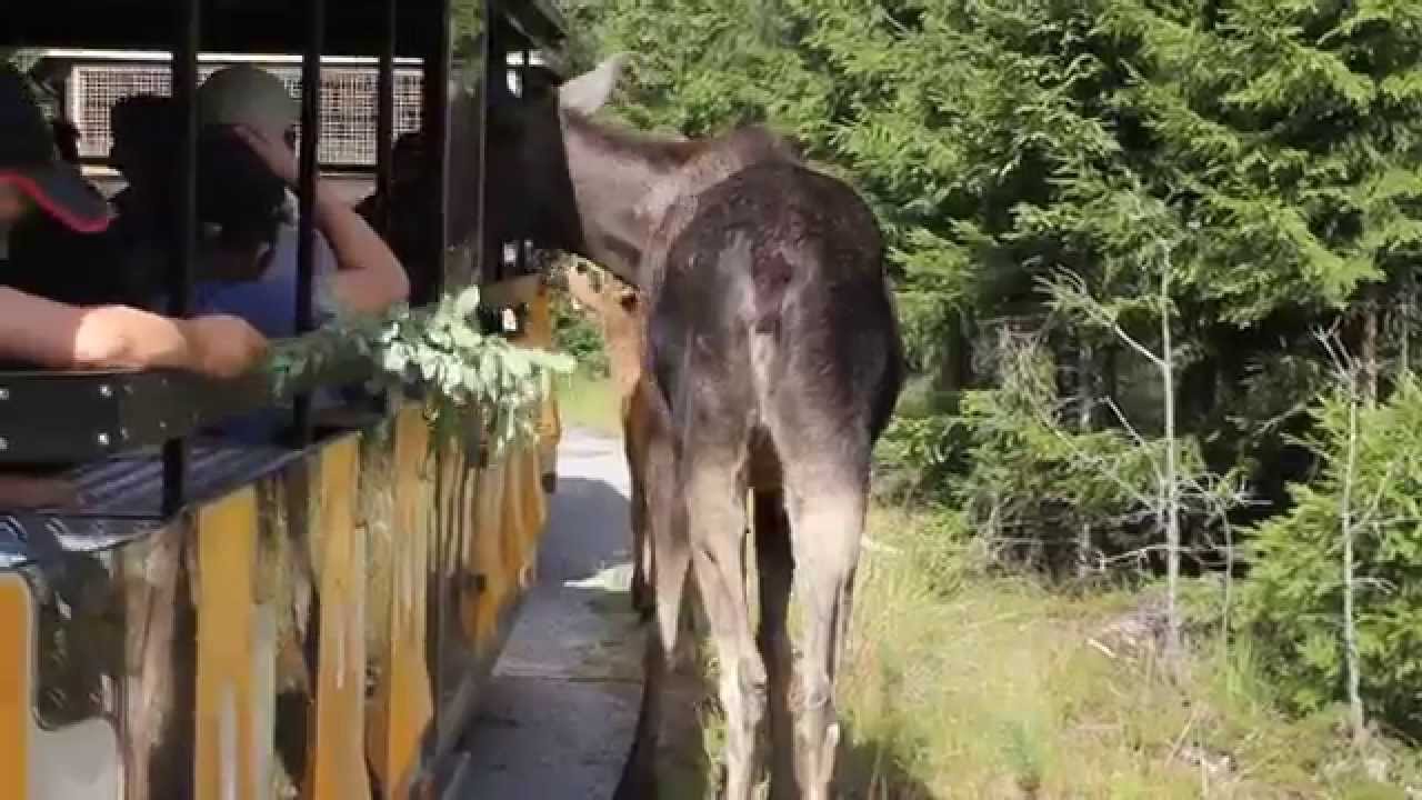 smalandet markaryd alg safari