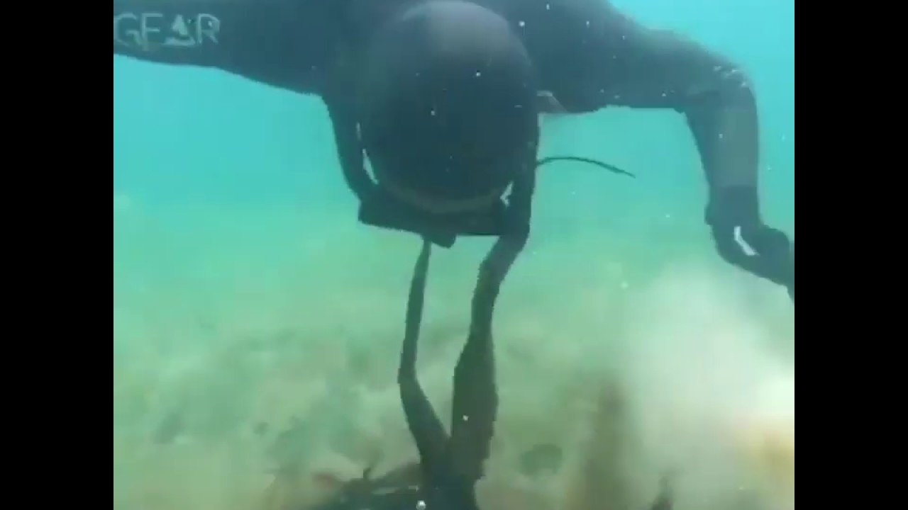 Friendly octopus tries to embrace free diver YouTube