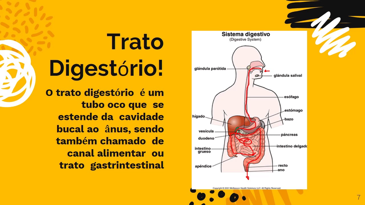 O Sistema Digestorio Humano é Responsavel Por Tirar Dos Alimentos
