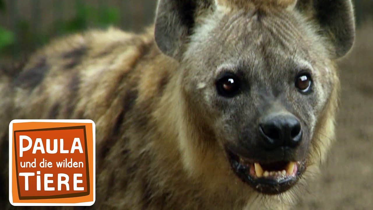 12 Times Hyenas Messed With The Wrong Animals
