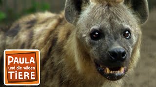 Das Lachen der Hyäne | Reportage für Kinder | Paula und die wilden Tiere