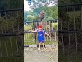 zoo fun dance
