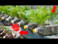 How to grow vegetables at home simple and effective