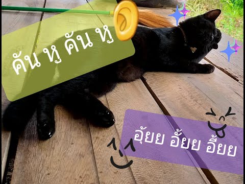 คันนนน หู👂#แมวคันหู EP.2