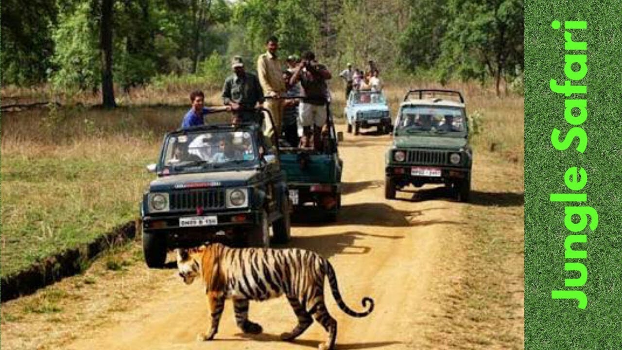 gorumara jungle safari booking