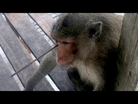 Horrifying Pictures Show Monkey With Arrow Shot Through His Head