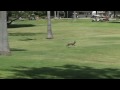 Willy coyote on t he golf course