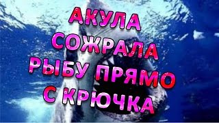 Прикол на рыбалке Акула сожрала рыбу! Прикол на рыбалке Акула сожрала рыбу!
