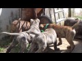 Filhotes Miura 78 dias Brincando ( Presa Canario ) Canil Toxo Galego