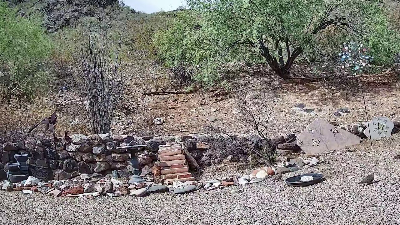 LIVE WILDLIFE CAM! Desert Preserve Backyard Watering Hole (Quail, Bunny