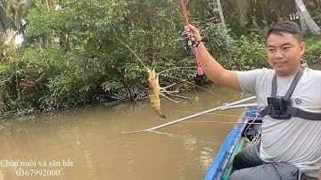 Câu tôm càng sông với cần hk 02 nai nai 160k