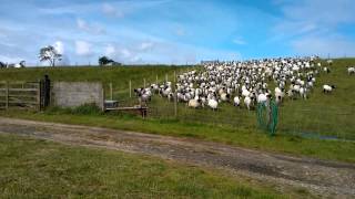 NORTH YORKSHIRE MOORS ENGLAND BROW HOUSE FARM SHEEP