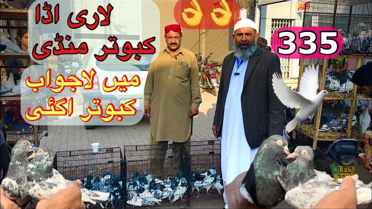 335) Lahore lari ada kabootar mandi || کبوتر منڈی || @amjadaliofficial528